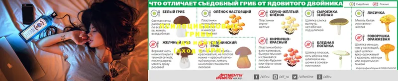 Псилоцибиновые грибы Psilocybe Краснознаменск